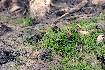 <i>Pilularia globulifera</i>