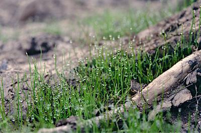 <i>Pilularia globulifera</i>