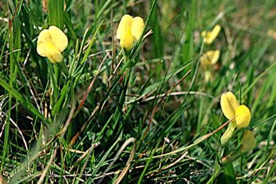 <i>Lotus maritimus</i>