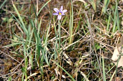 <i>Sisyrinchium</i>