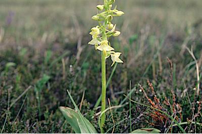 <i>Platanthera bifolia</i>
