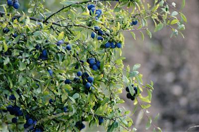 <i>Prunus spinosa</i>