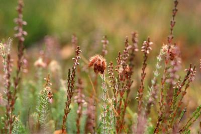 <i>Erica tetralix</i>