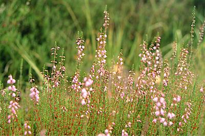 <i>Erica cinerea</i>