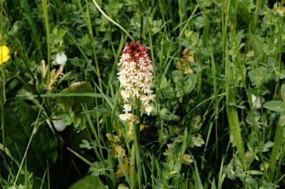 <i>Neotinea ustulata</i>