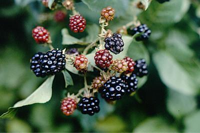 <i>Rubus</i>