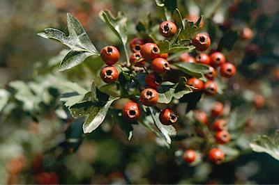 <i>Crataegus</i>