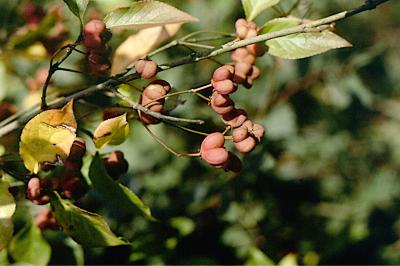<i>Euonymus europaeus</i>