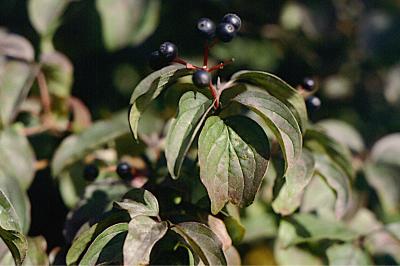 <i>Cornus sanguinea</i>