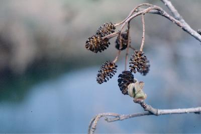<i>Alnus glutinosa</i>