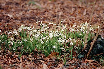 <i>Galanthus nivalis</i>
