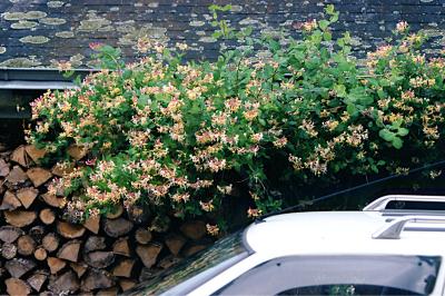 <i>Lonicera</i>