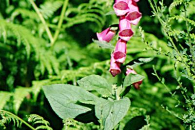 <i>Digitalis purpurea</i>