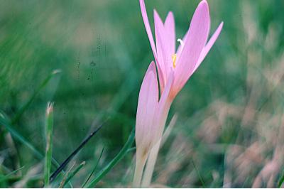 <i>Colchicum autumnale</i>
