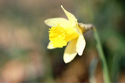 <i>Narcissus pseudonarcissus</i>