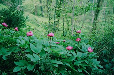 <i>Paeonia</i>
