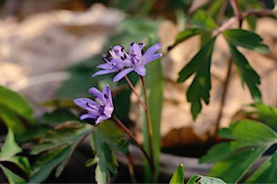 <i>Scilla bifolia</i>