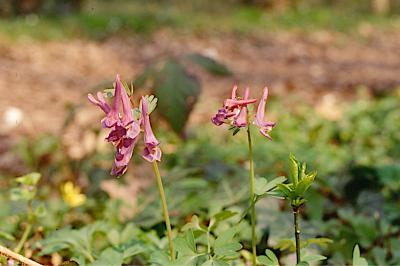<i>Corydalis solida</i>