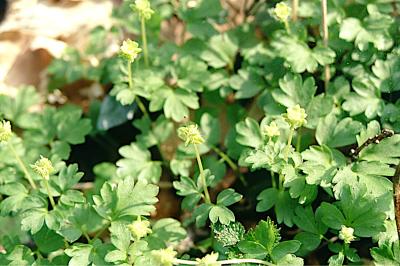 <i>Adoxa moschatellina</i>