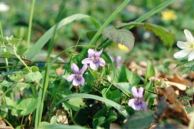 <i>Viola</i>