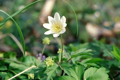 <i>Anemone nemorosa</i>