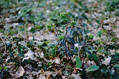 <i>Euphorbia amygdaloides</i>