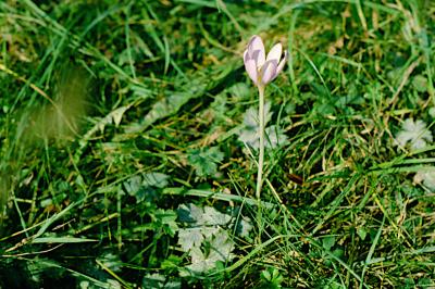<i>Colchicum autumnale</i>