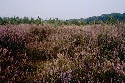 <i>Calluna vulgaris</i>