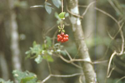 <i>Lonicera</i>