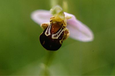 <i>Ophrys apifera</i>
