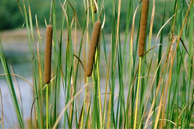 <i>Typha</i>