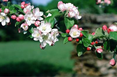 <i>Malus</i>