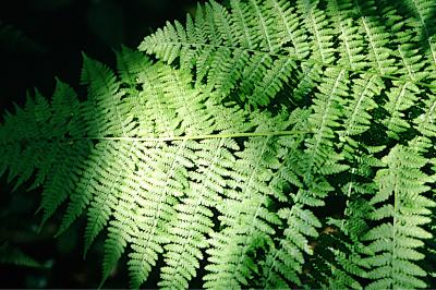 <i>Athyrium filix-femina</i>