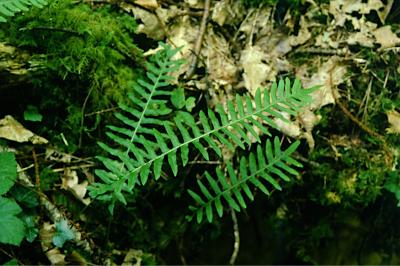 <i>Polypodium vulgare</i>