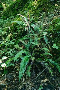 <i>Struthiopteris spicant</i>