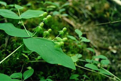<i>Hypericum androsaemum</i>