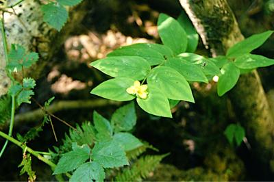 <i>Hypericum androsaemum</i>