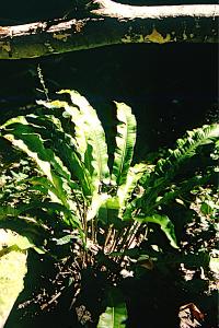 <i>Asplenium scolopendrium</i>
