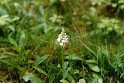 <i>Dactylorhiza maculata</i>