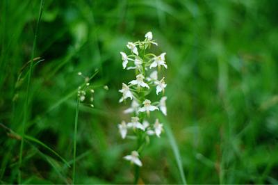 <i>Platanthera chlorantha</i>
