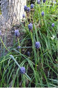 <i>Muscari neglectum</i>
