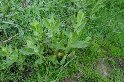 <i>Lepidium draba</i>