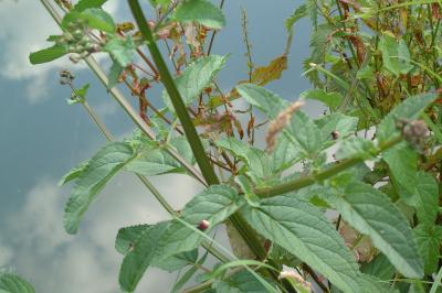 <i>Scrophularia auriculata</i>