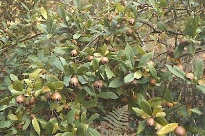 <i>Crataegus germanica</i>