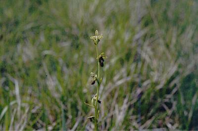 <i>Ophrys insectifera</i>