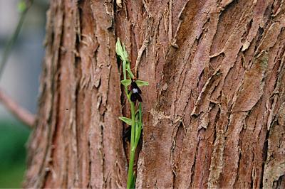 <i>Ophrys insectifera</i>