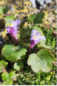 <i>Cymbalaria muralis</i>