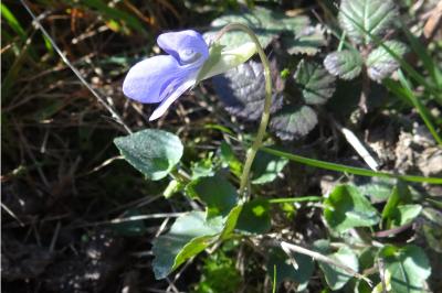 <i>Viola riviniana</i>