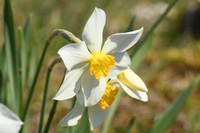 <i>Narcissus poeticus</i>