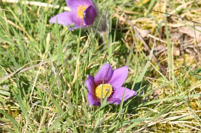 <i>Pulsatilla vulgaris</i>